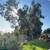 🌳⭐⭐ TREE REMOVAL EXPERTS IN LAKELAND, FL ⭐⭐🌳 5 thumbnail