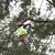 general tree services emergency tree services 6 thumbnail