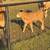 Bull prospect beefmaster 6 thumbnail