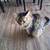 5 year old female cat. Tabby/Maine coon mix 5 thumbnail