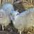 Angora Mixed Goats For Sale or Trade 5 thumbnail