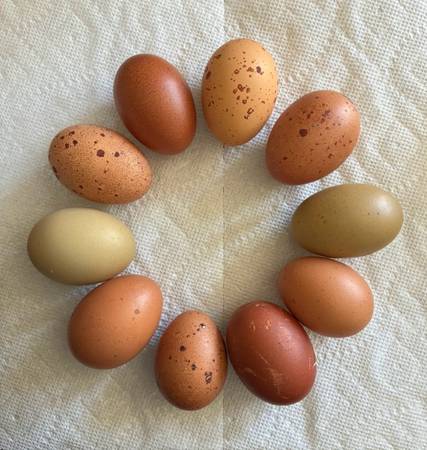 Chicks 1