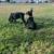 European Doberman 5 thumbnail