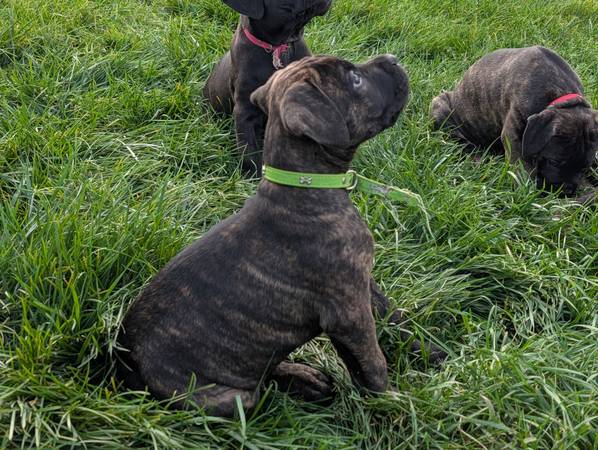 Cane Corso63840149581953122