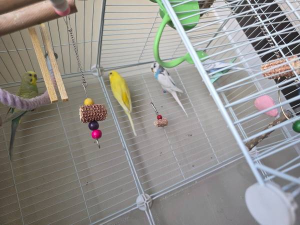 Bonded budgies plus cage551467069567805444