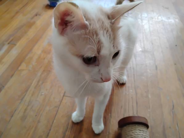 Rehoming Tabby Cat (Omaha)63670840774273122