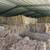 Square bales  for sale, weight 40–50lbs approximately 4 thumbnail