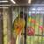 Green check conure 1 thumbnail