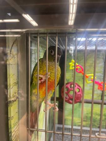 Green check conure 1