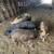 Red pork Kune Kune pure bred pig meat 2 thumbnail