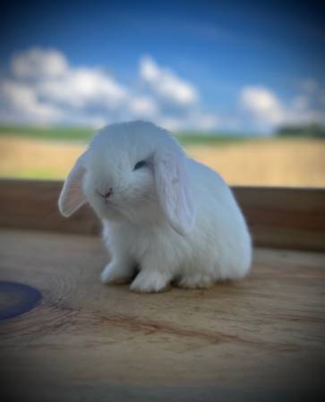 Blue Eyed White Holland Lop Bunny Rabbit- Bunnies-Lops - $150 (Durand)63471093507969124