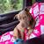 American Bully 1 thumbnail