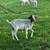 Full sized goats 8 thumbnail