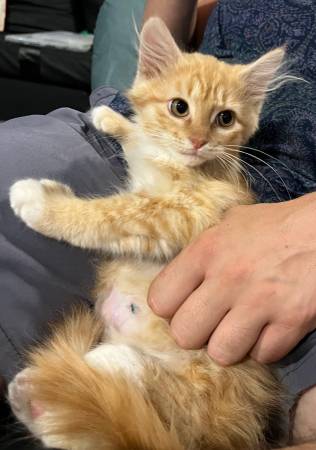 Rescued kittens - fixed and vax’d! (Centralia)63853464603779122