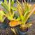 BROMELIADS, various types sizes and colors 8 thumbnail