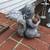 The squirrel 2 thumbnail