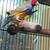 Song birds, canaries, java finch &  gouldians to re-home 19 thumbnail