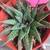 South African wide tongue succulents and other succulents 4 thumbnail