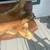 Mountain Lion Rug 2 thumbnail
