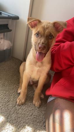 cachorro mezcla de chihuahua y pastor, 3 meses de edad (Temple)63839344831363121