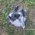 Lionhead Bunnies 3 thumbnail