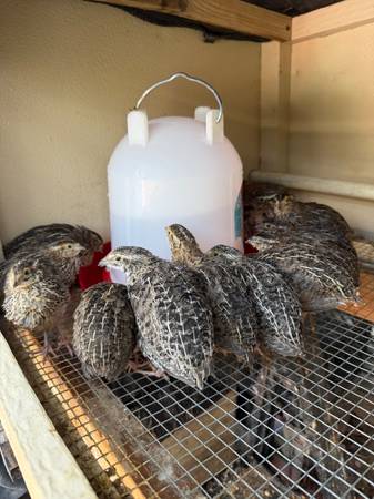 Quail 1