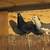 Pigeons 2 thumbnail