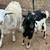 10 month polled Nigerian Dwarf Dapple Billy 8 thumbnail