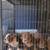 American Bully pups 5 thumbnail