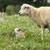 Sheep - Katahdin 7 thumbnail