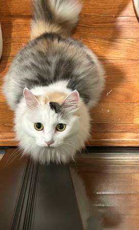 A Beautiful Rescued Calico Kitten needs a loving home at bay area (Fremont)63862000848003120