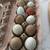 🥚 Fertile Blue Easter Egger Hatching Eggs – Dozen 10 thumbnail
