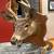 Vintage 1960's-70's Taxidermy Whitetail Deer Shoulder "Pack Mount" 8 thumbnail