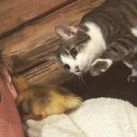 Tabby Cat (Morrow)63908216343427120