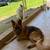 German Shepard 2 thumbnail