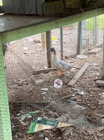 Ducks 1