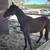 Bay filly 3 thumbnail