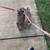 English bulldog lilac female 7 thumbnail