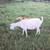 Farm Animals 20 thumbnail