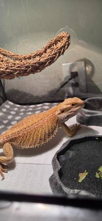 Bearded dragon to rehome (Milton)63836590882433120