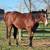 Quarter Horse Gelding 5 thumbnail