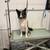Border Collie 5 thumbnail