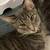 2 Free Cats – Loving Home Needed (El Paso) 4 thumbnail