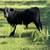 Angus bull 7 thumbnail