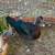 Fancy Muscovy Duck 2 thumbnail
