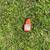 STIHL WEED EATER 6 thumbnail