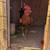 Kelso rooster 2 thumbnail