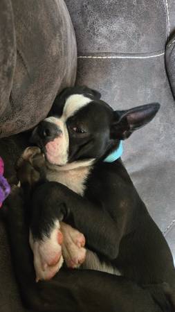 Iso boston terrier (female) 1