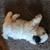 Shih Tzu- Lhasa Apso Black & White Male 1 thumbnail