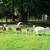 Painted Desert Lambs for sale 5 thumbnail
